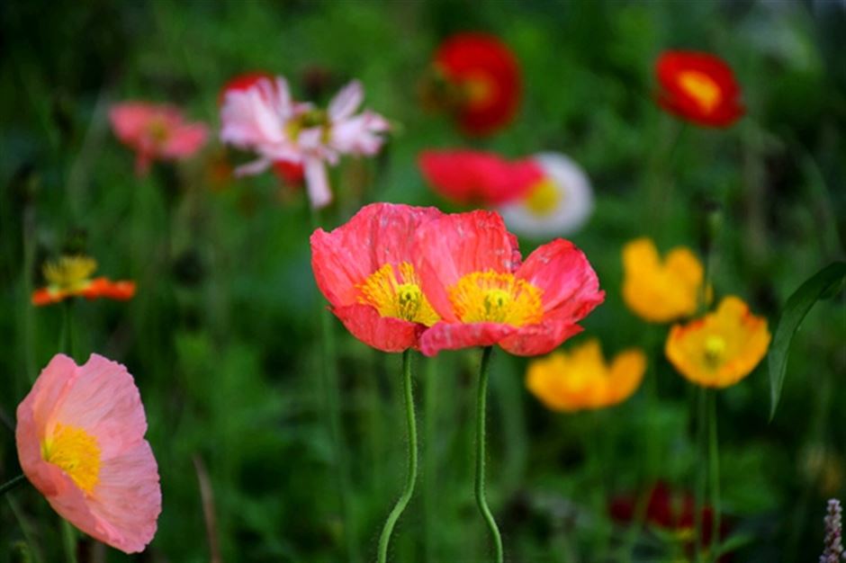 化废为宝：DOMO化学再生聚酰胺，助力低碳未来